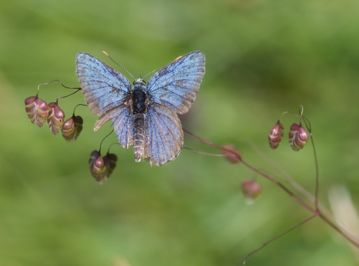 Polyommatus icarus
